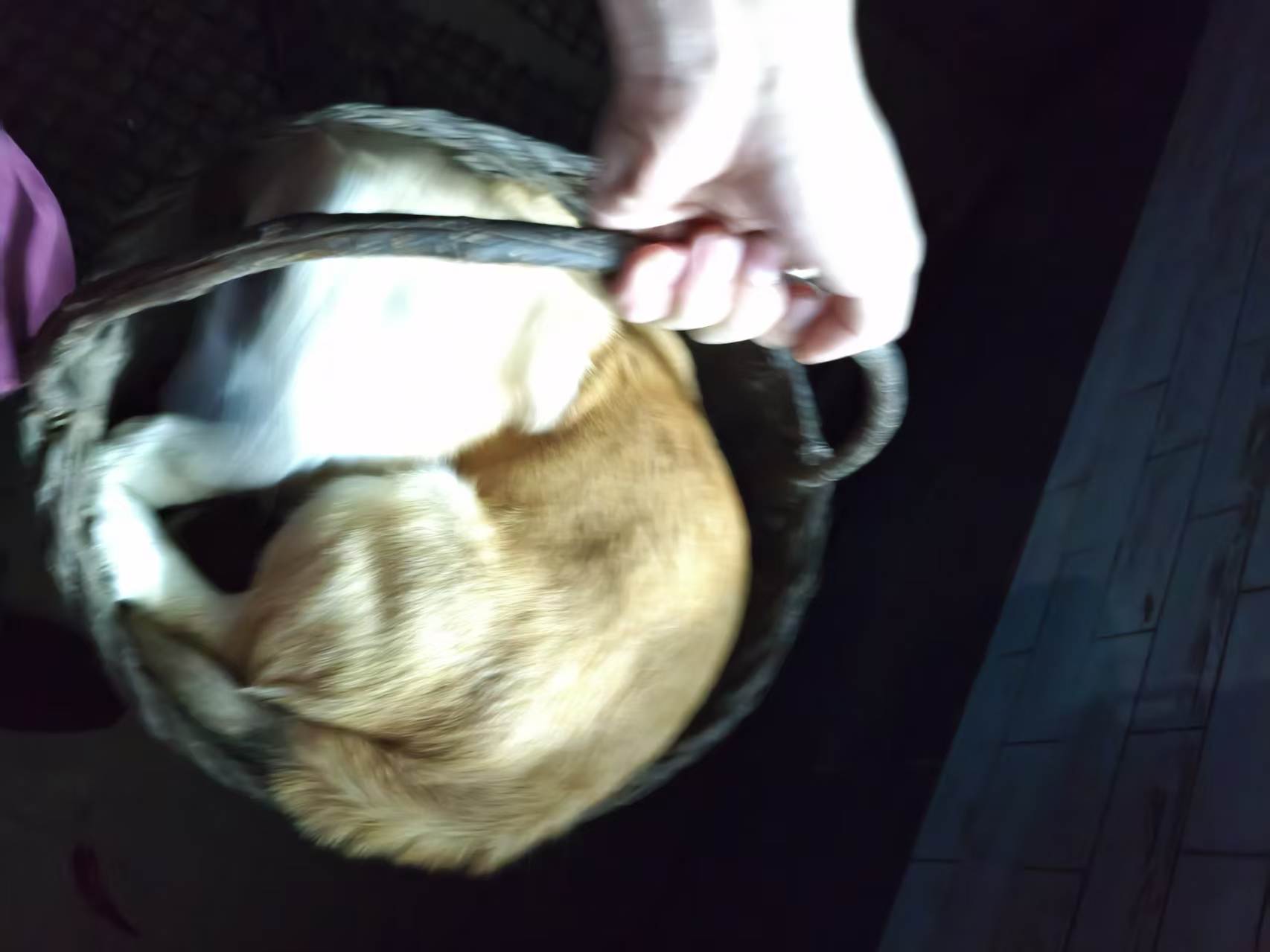 爱犬照片 2